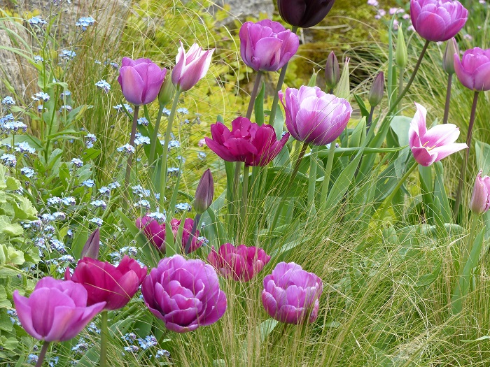 Top 15 des tulipes de mon jardin