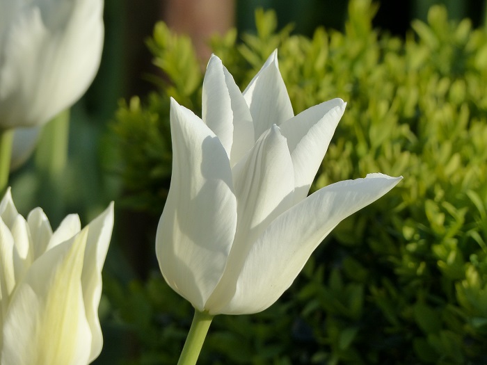 Tulipe à fleur de lys 'White Triumphator'