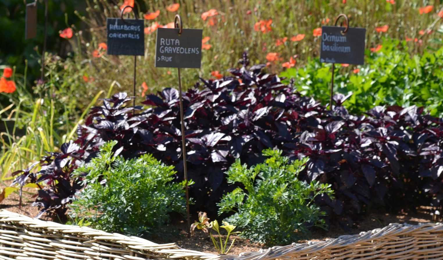 Potager : 5 bonnes raisons de se lancer cette année