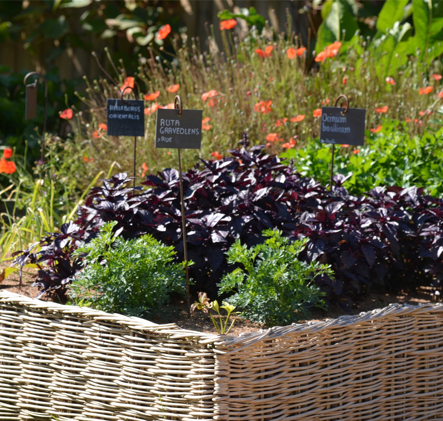 Potager : 5 bonnes raisons de se lancer cette année