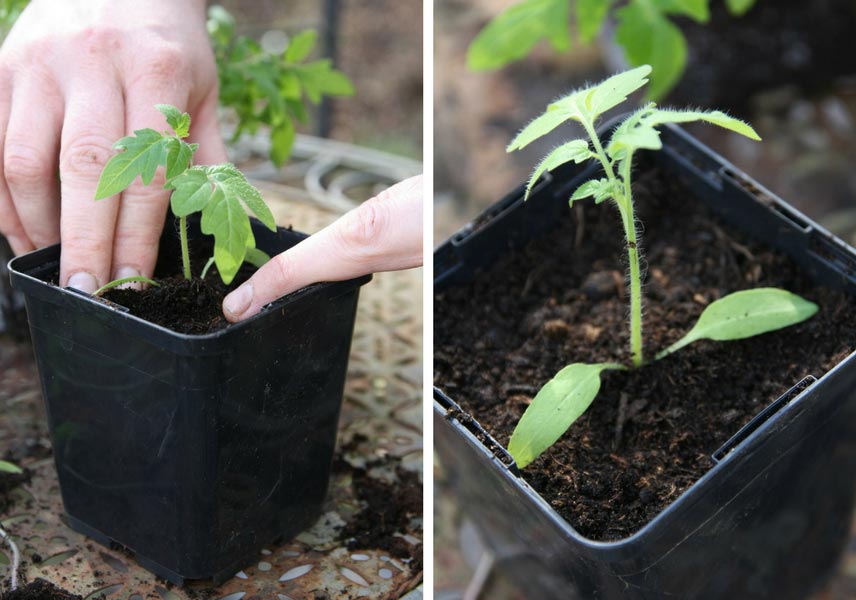 tutoriel repiquage des tomates