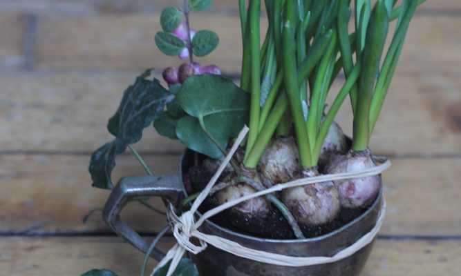 Bulbes et récup' pour des fleurs avant l'heure