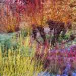 Hiver au jardin : petits plaisirs de janvier