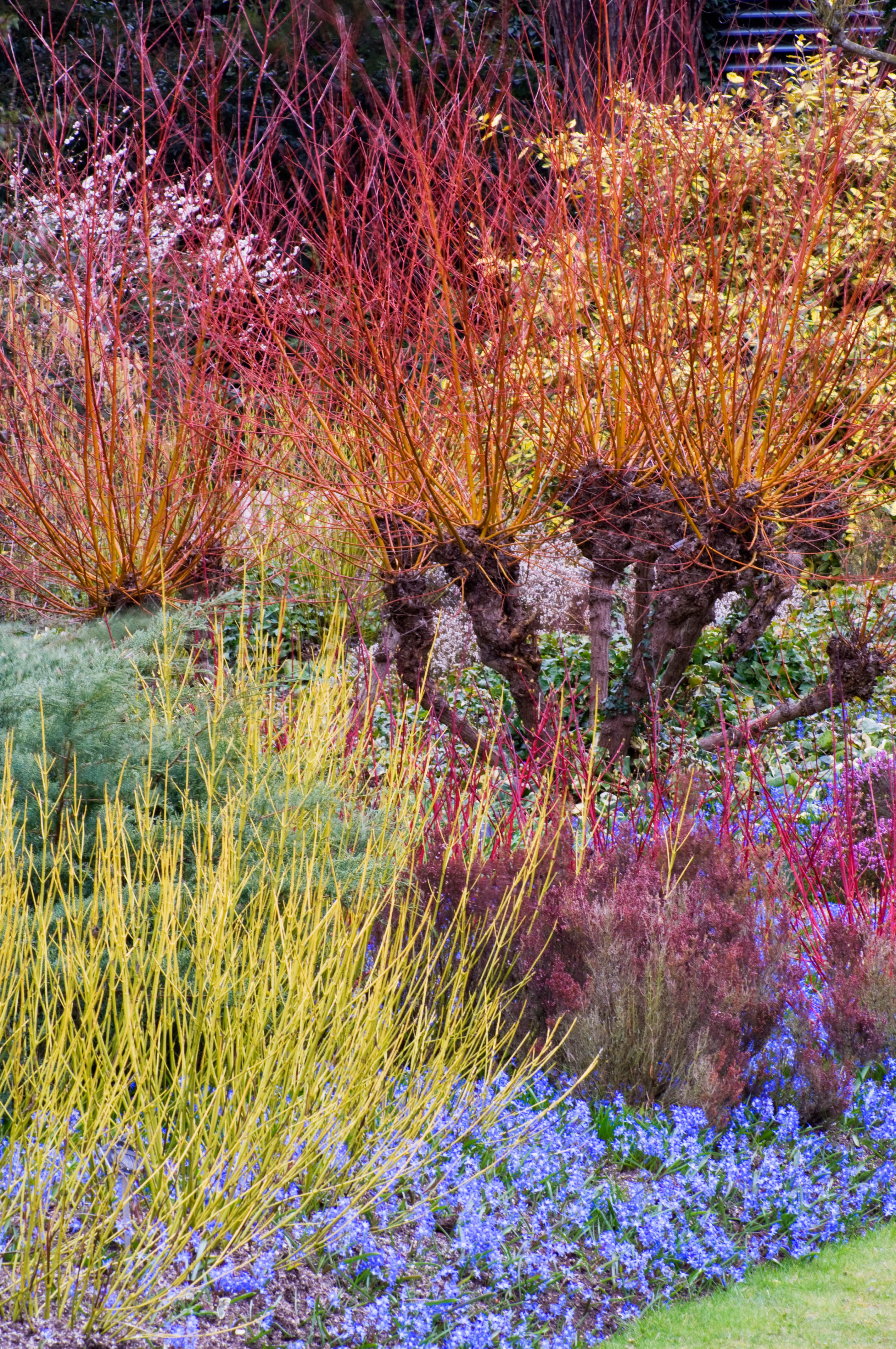 Hiver au jardin : petits plaisirs de janvier