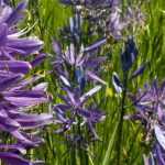 Camassias : plantation et soin