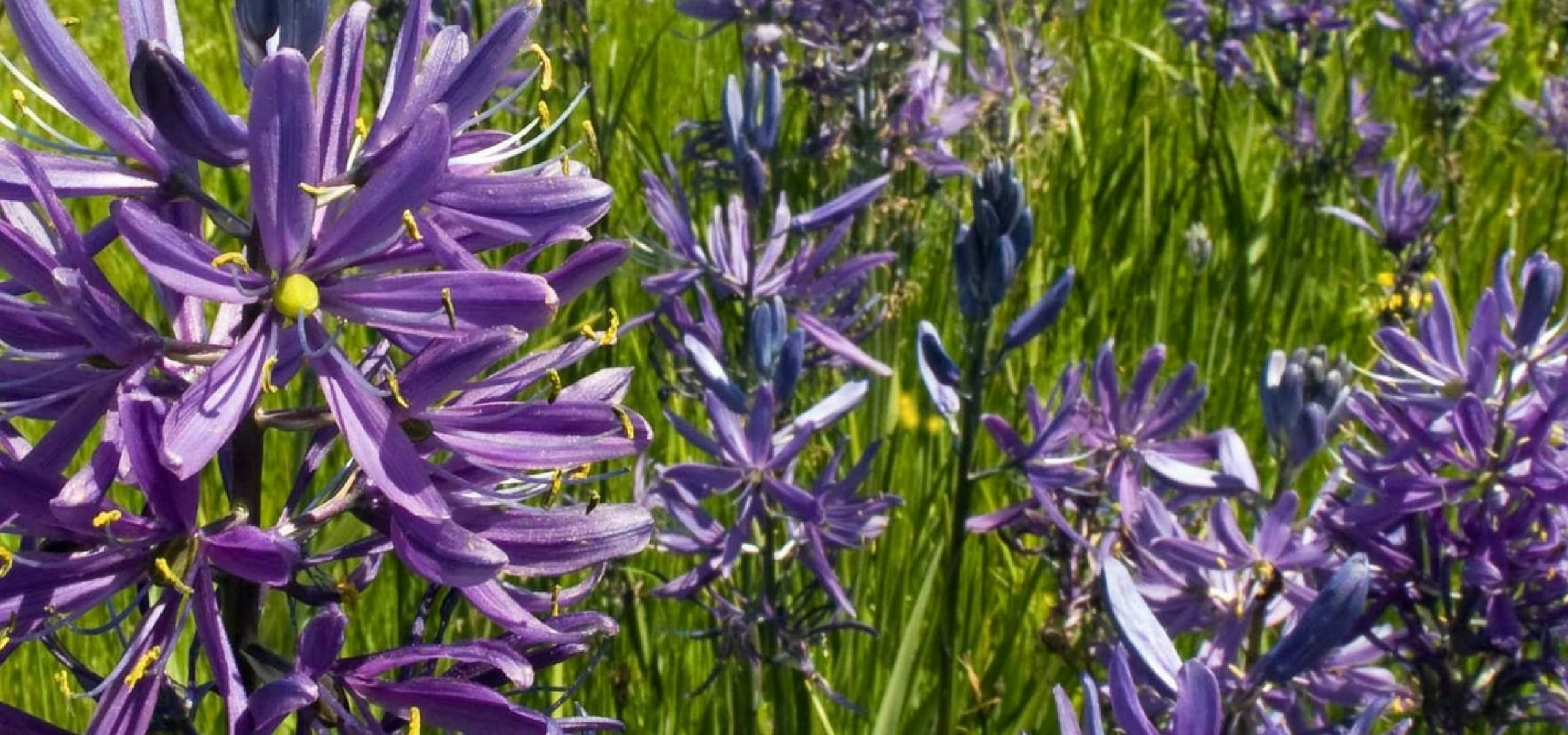 Camassias : plantation et soin