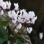Cyclamens : plantation et entretien