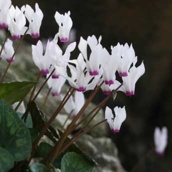 Cyclamens, plantation et soin.