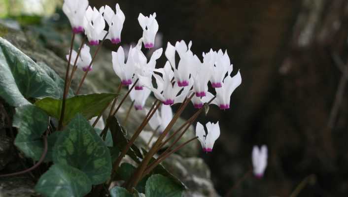 Cyclamens, plantation et soin.