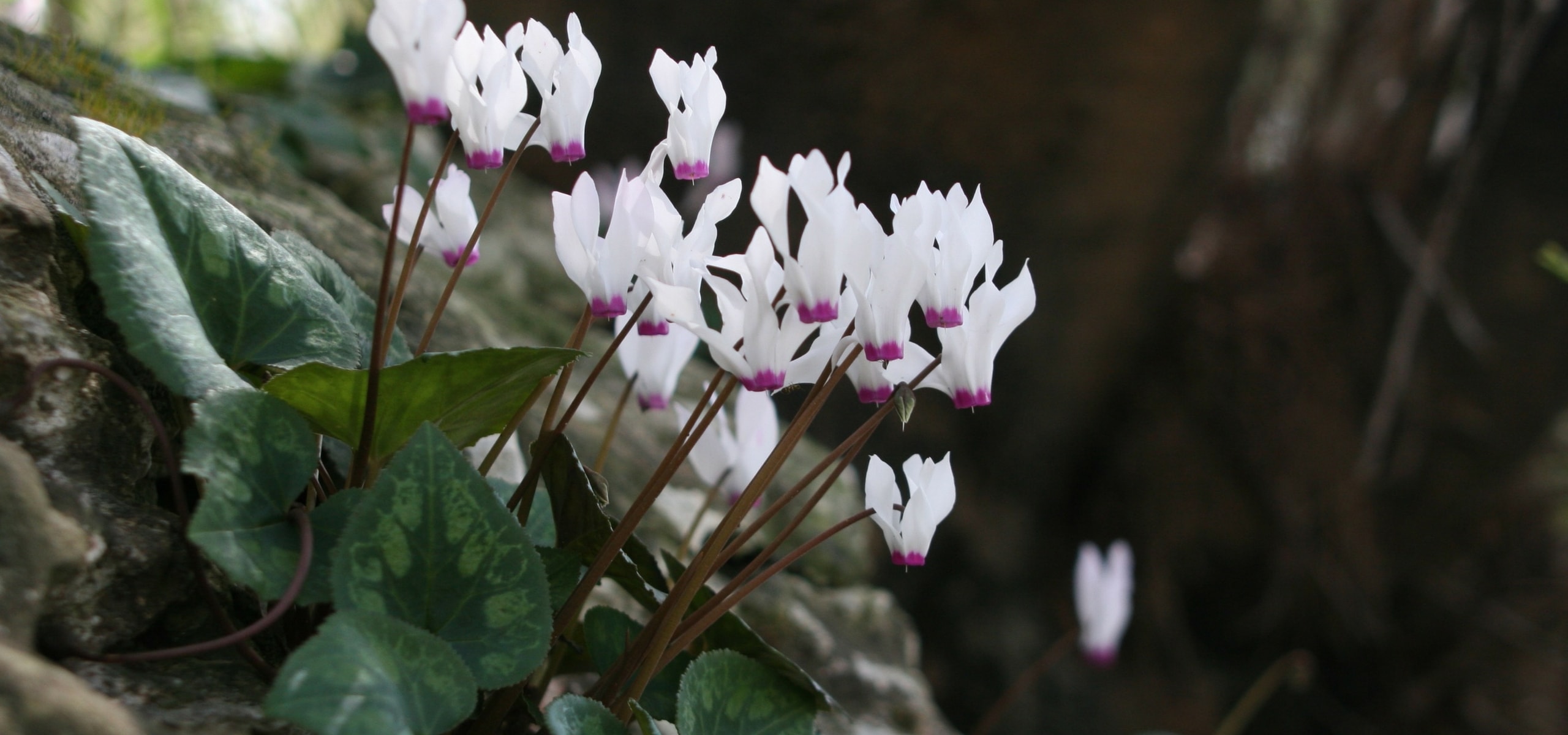 Cyclamens, plantation et soin.