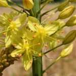 Eremurus : plantation et soin