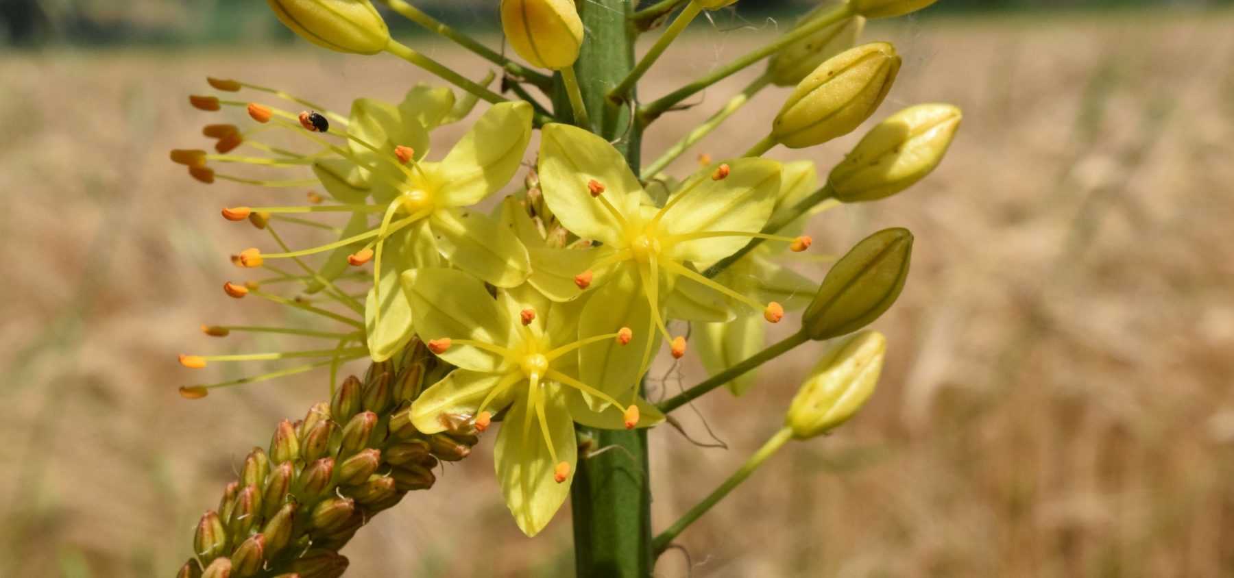 Eremurus : plantation et soin