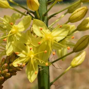 Eremurus : plantation et soin