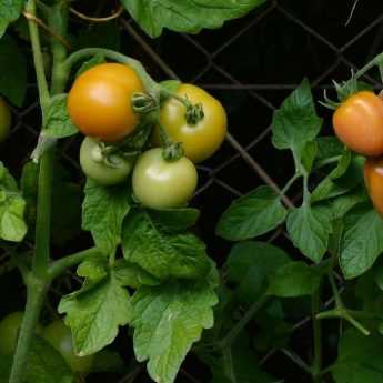 Planter les tomates en mini-mottes