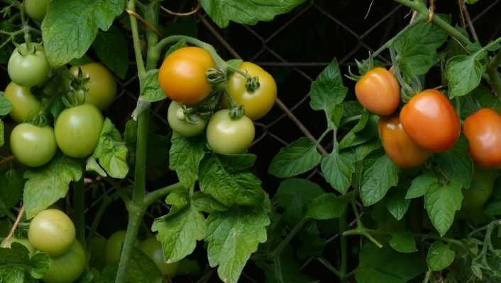 Planter les tomates en mini-mottes