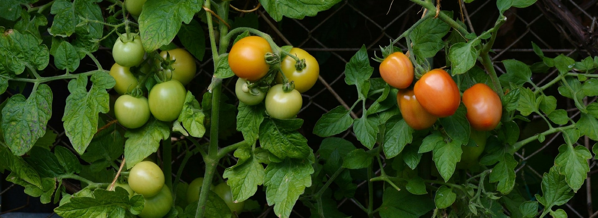 Planter les tomates en mini-mottes