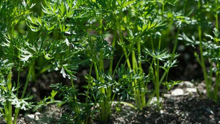 Le semis des carottes