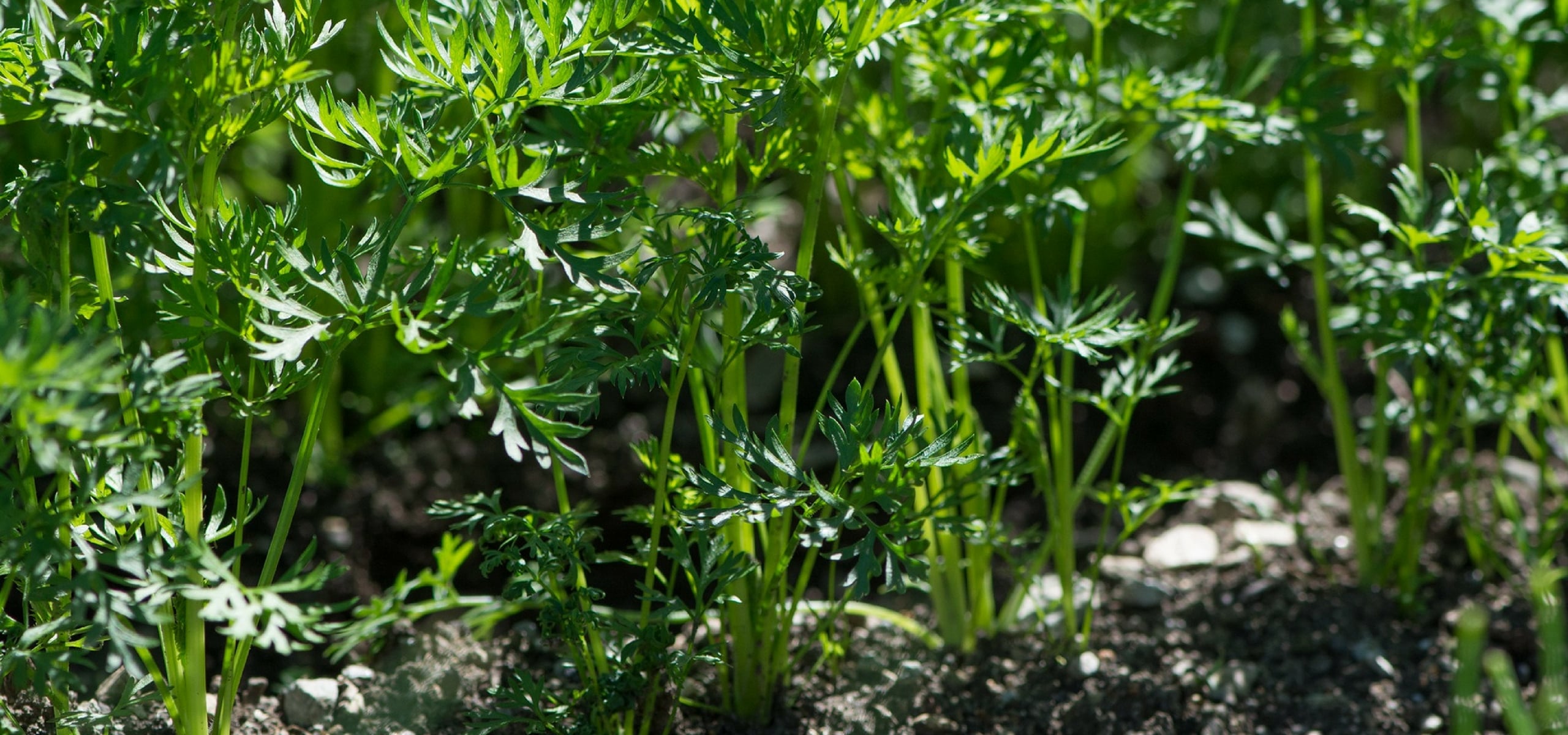 Le semis des carottes