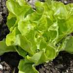 Comment réussir le semis des salades ?