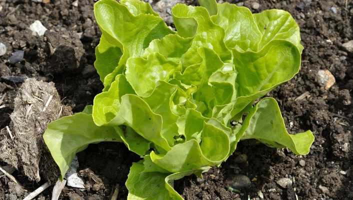 Le semis des salades