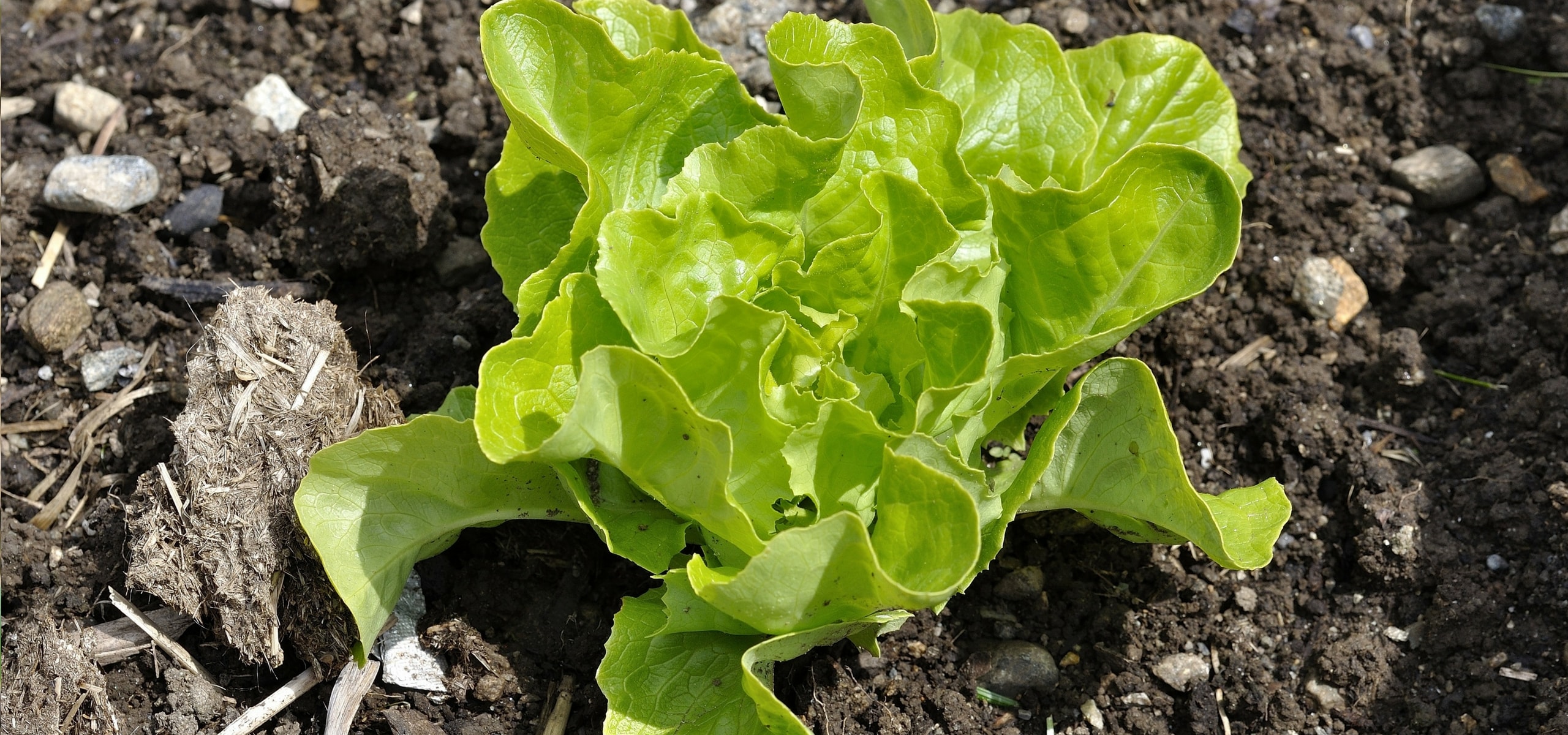 Le semis des salades