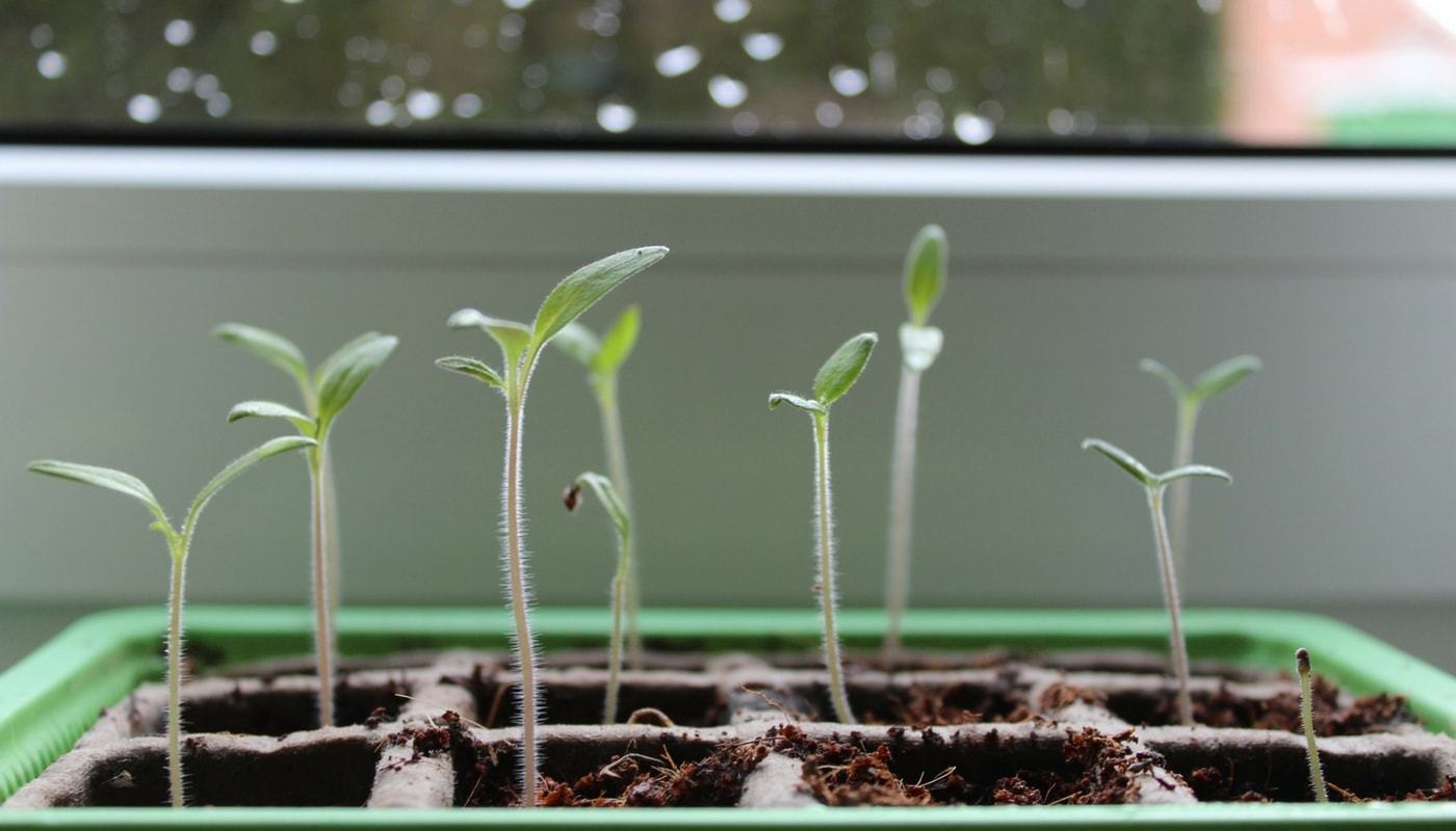 plant de tomate lev%C3%A9e min