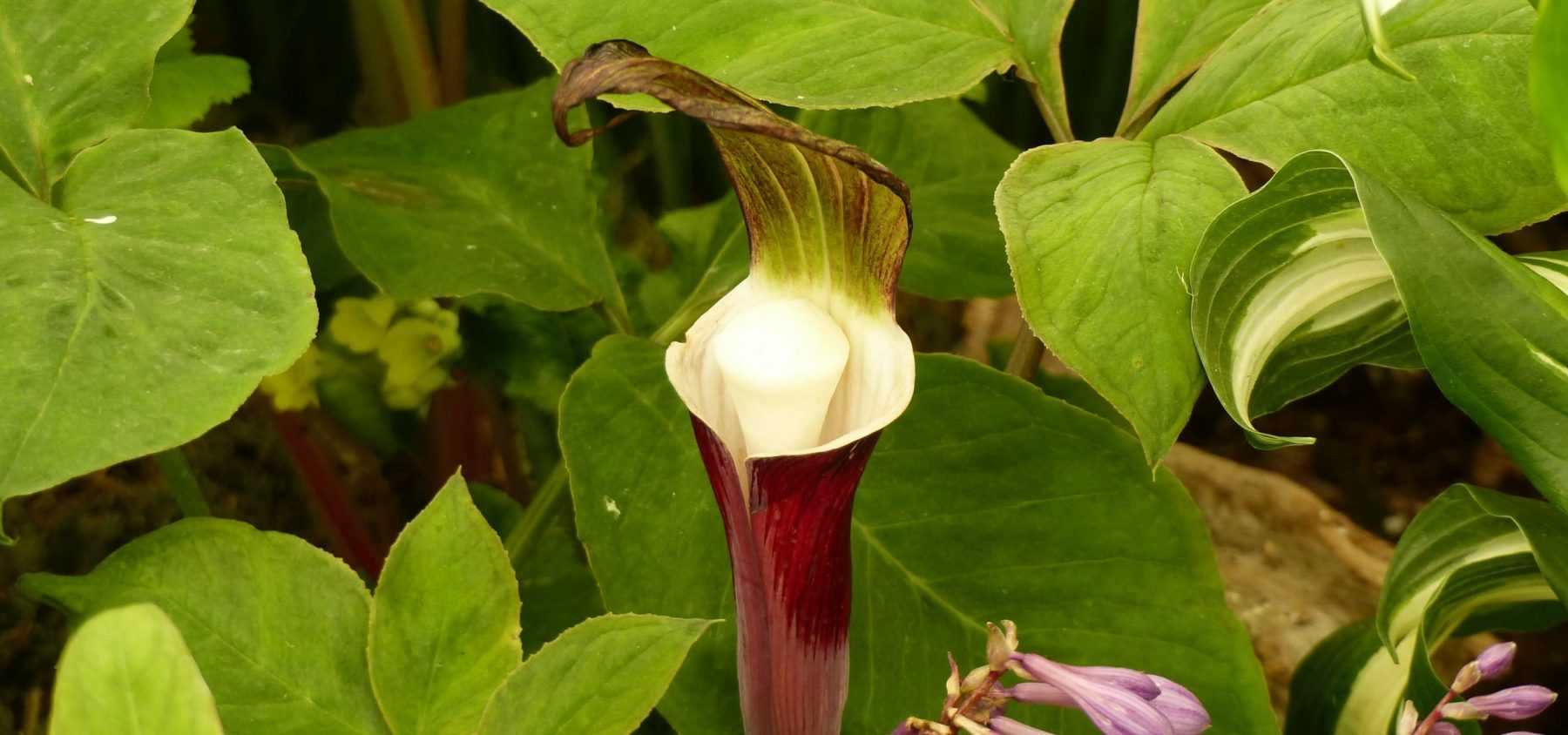 Plantation de l'arisaema