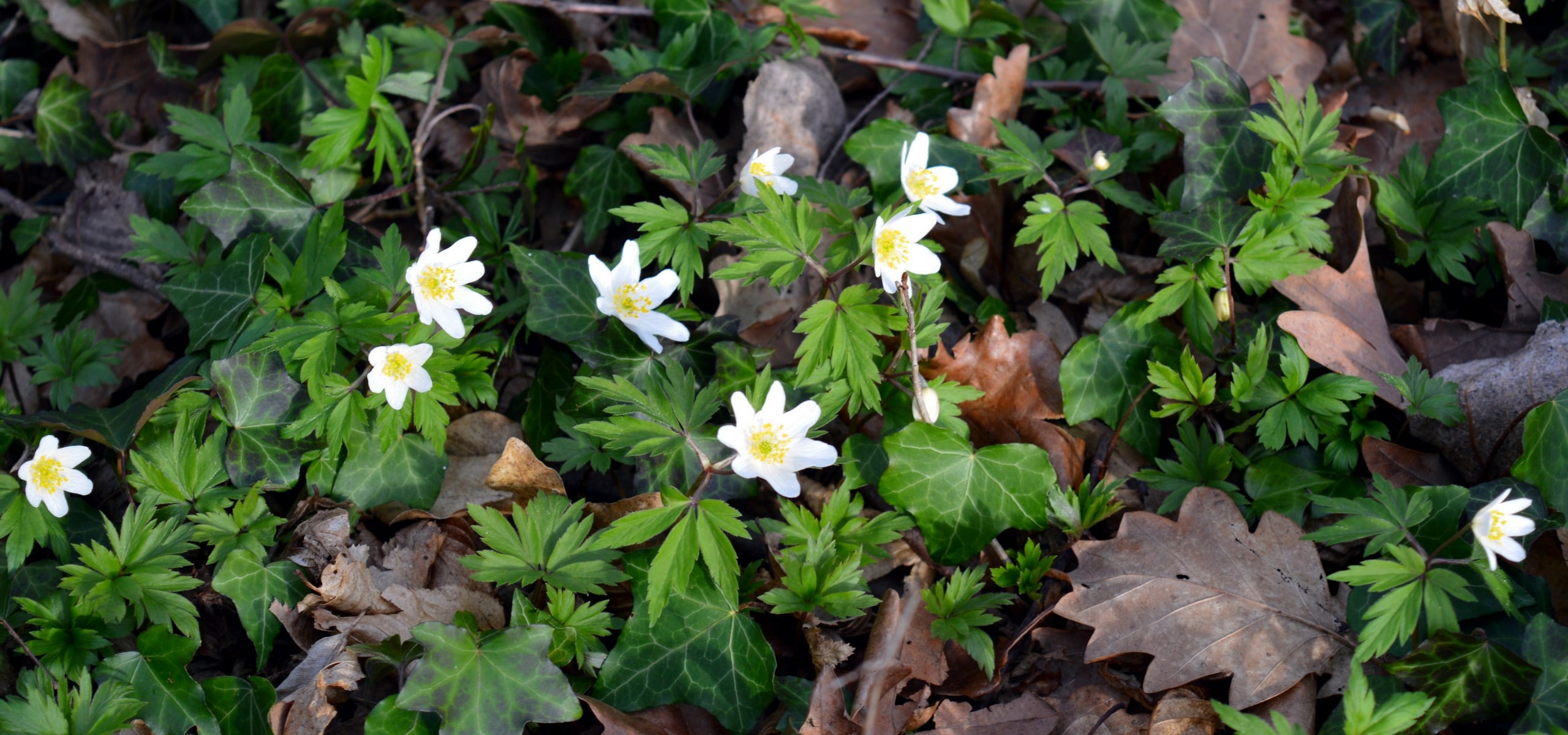 Comment planter des anmones de printemps ?