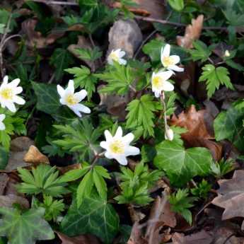 Anémones de printemps : plantation, entretien et meilleures variétés