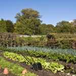 Tous au potager !