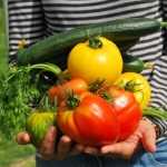 Choisir ses tomates : cultivez la diversité au potager !