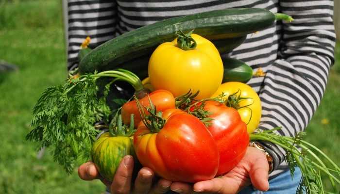 Choisir ses tomates : cultivez la diversité au potager !