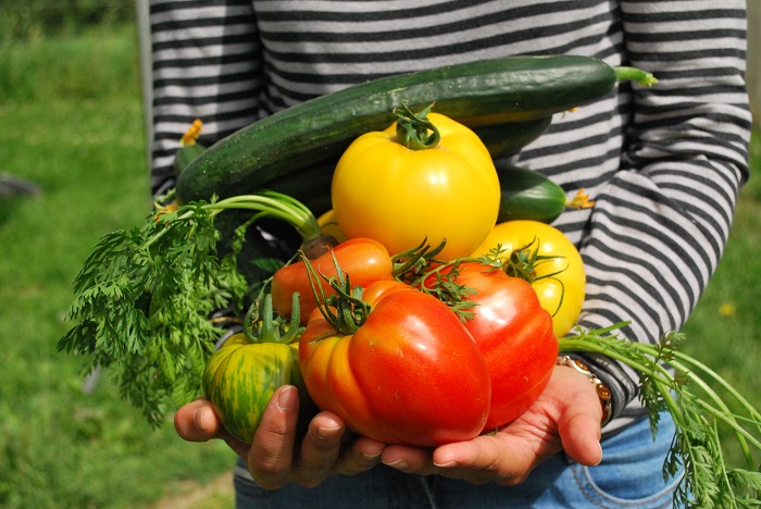 Choisir ses tomates : cultivez la diversité au potager !