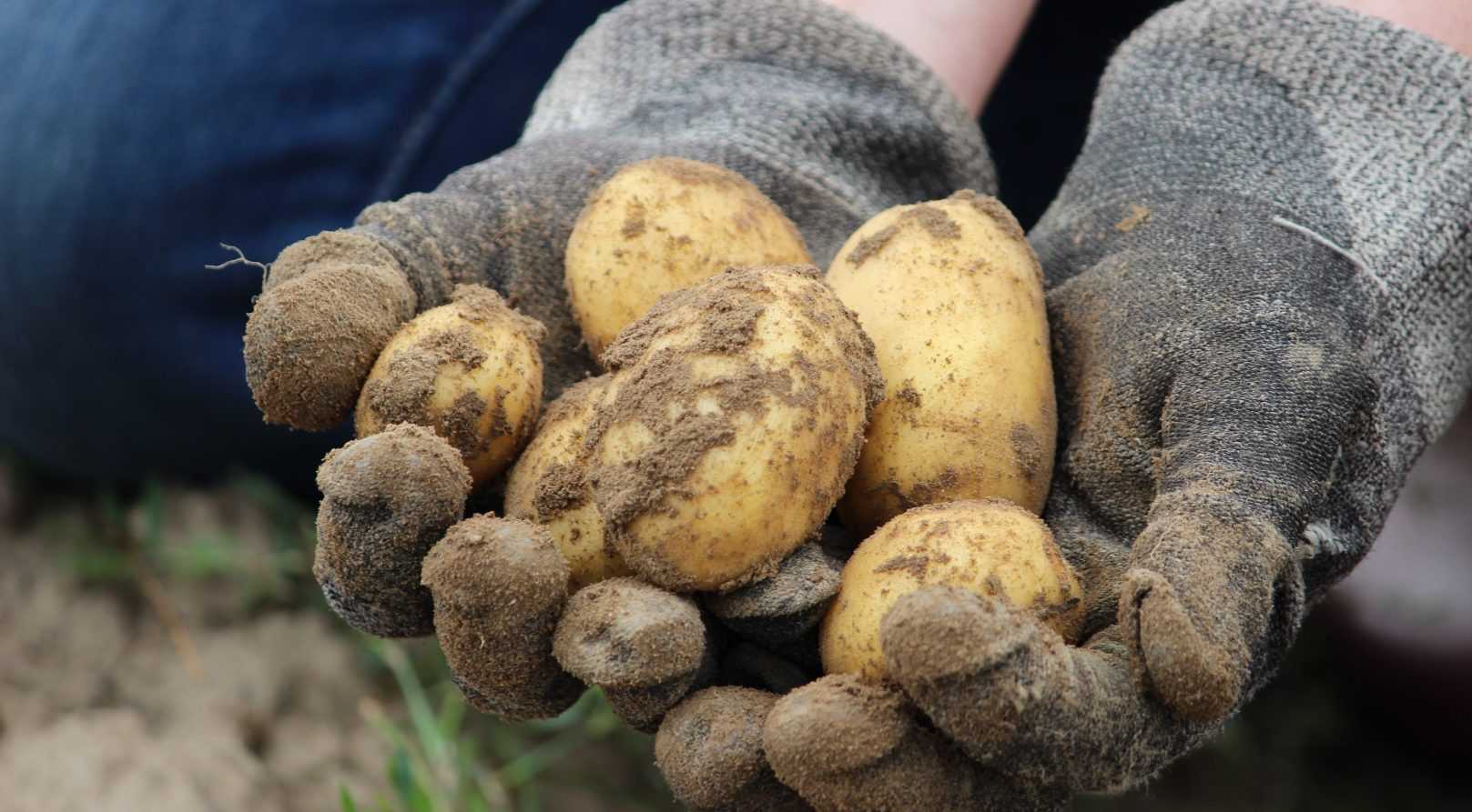 Choisir ses plants de pommes de terre