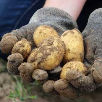 Choisir ses plants de pommes de terre
