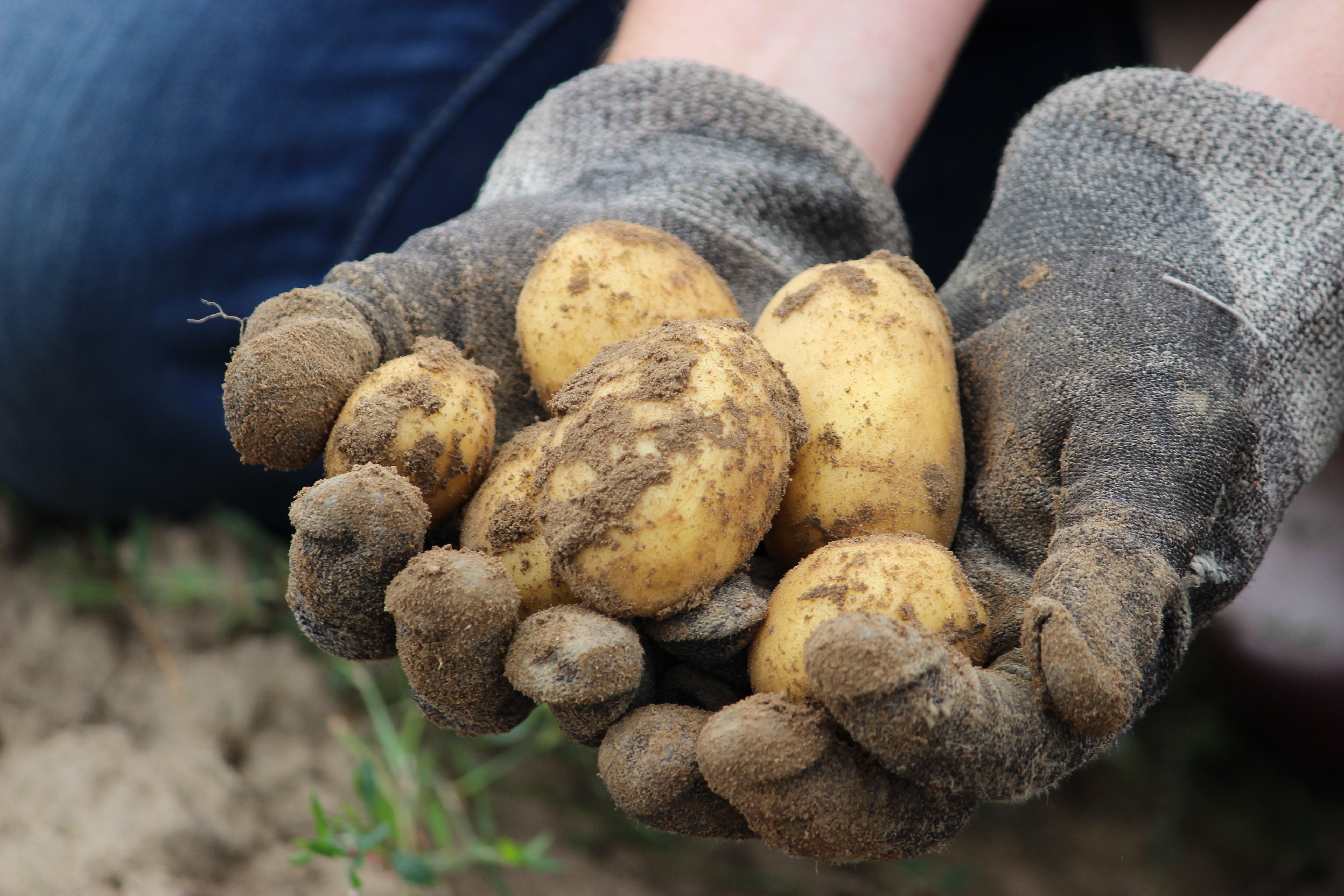 Choisir ses plants de pommes de terre