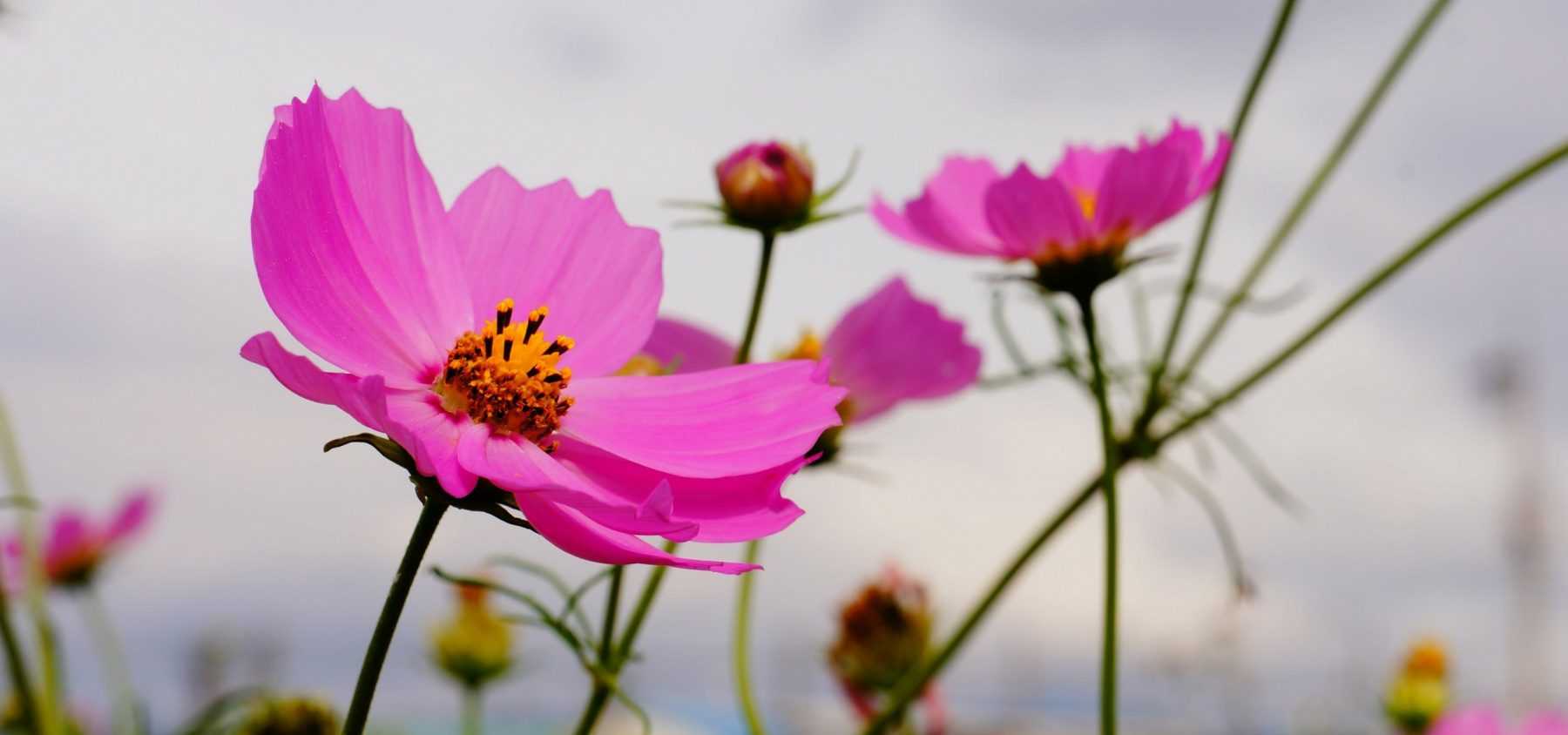 Le semis de graines de fleurs annuelles, en pleine terre ou en terrine