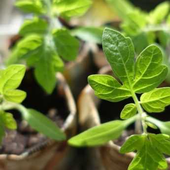 Le semis des tomates et leur repiquage