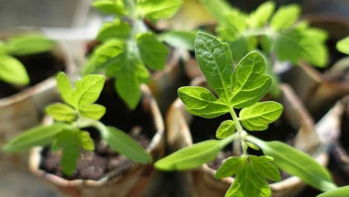 Le moment idéal pour semer vos tomates est arrivé !