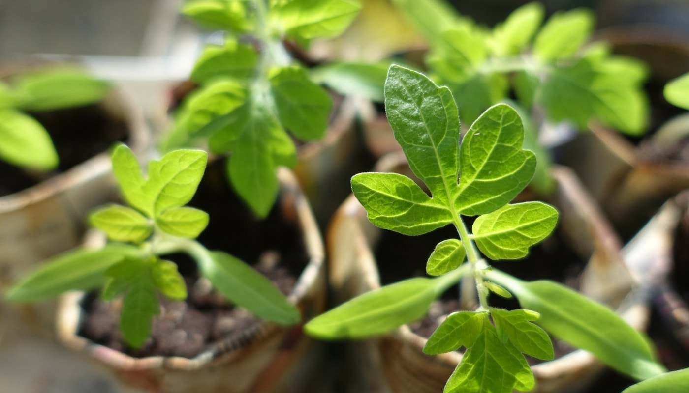 Le semis des tomates et leur repiquage