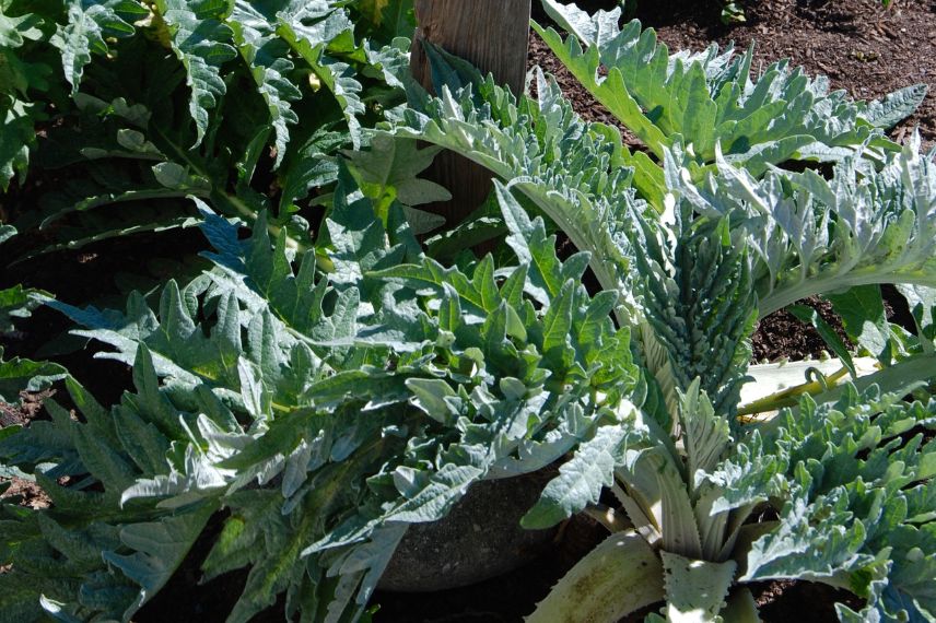 Growing artichokes