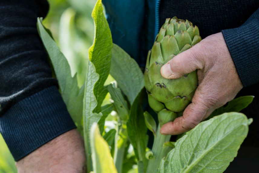 Growing artichokes