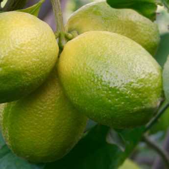 Citrus mandarine sanguine mandared - Pépinières Quissac