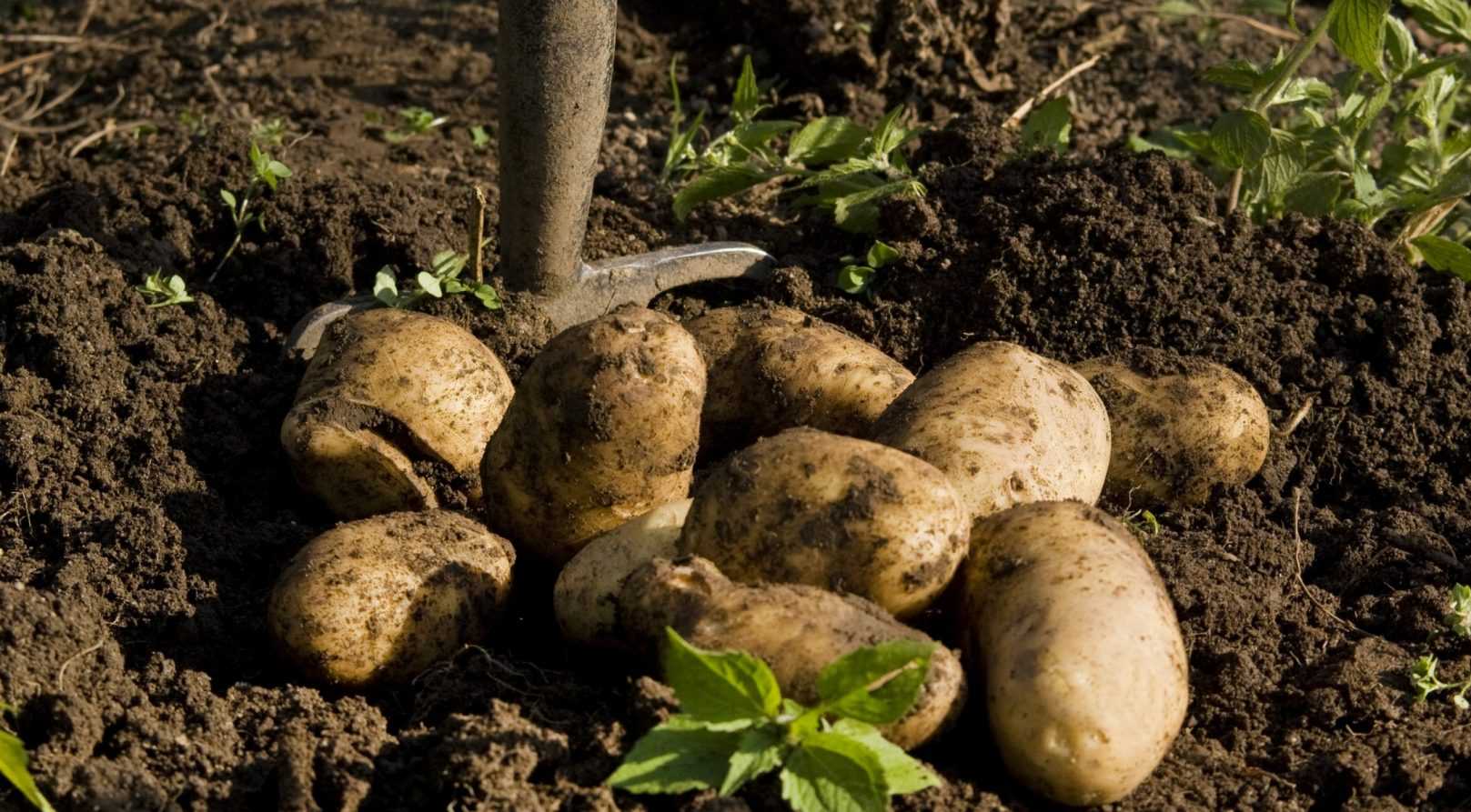 Culture, récolte et conservation des pommes de terre