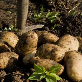 Culture, récolte et conservation des pommes de terre