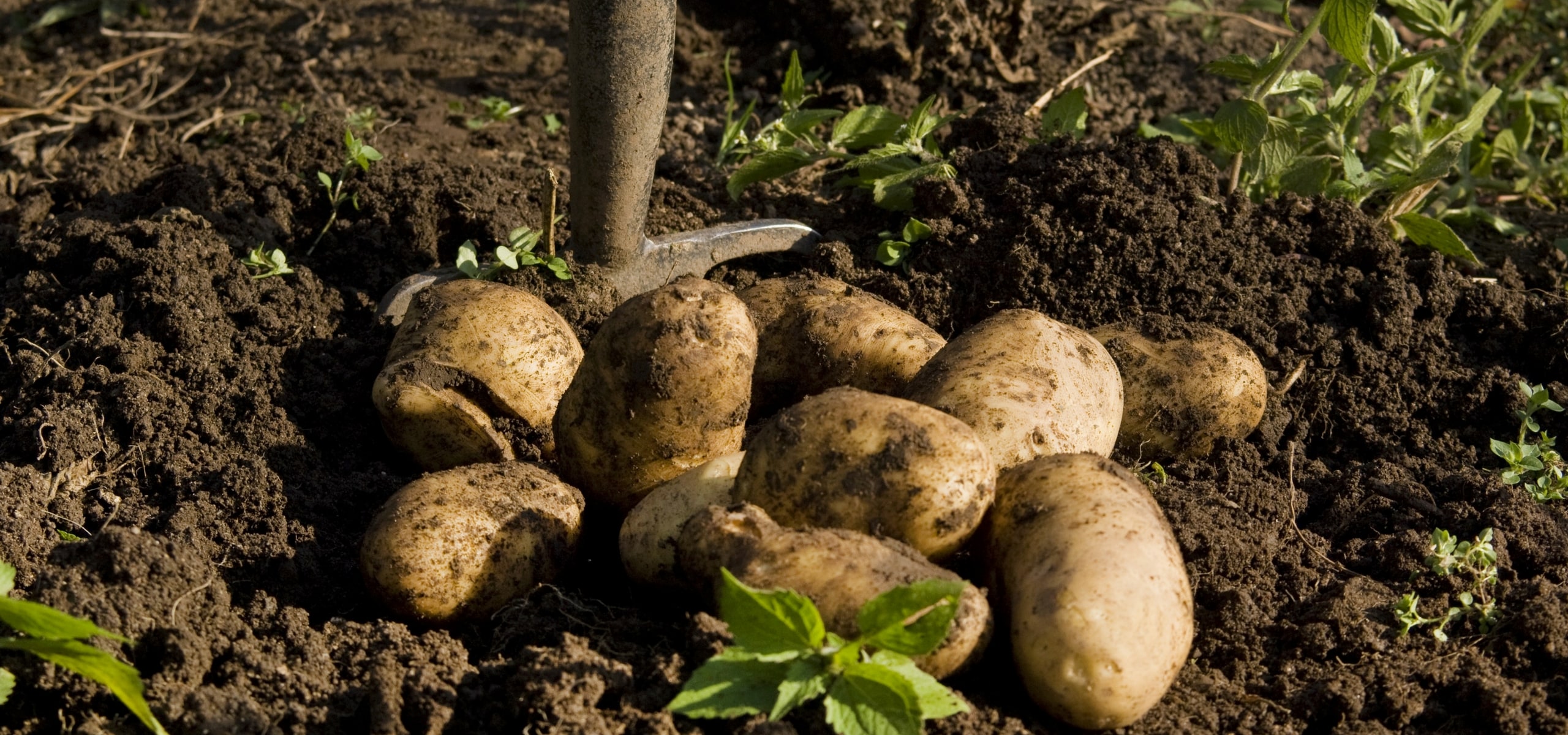 Culture, récolte et conservation des pommes de terre