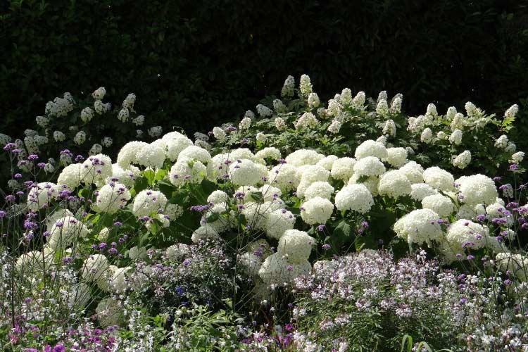 Faut-il couper les fleurs fanées des hortensias en été ? - Le Parisien