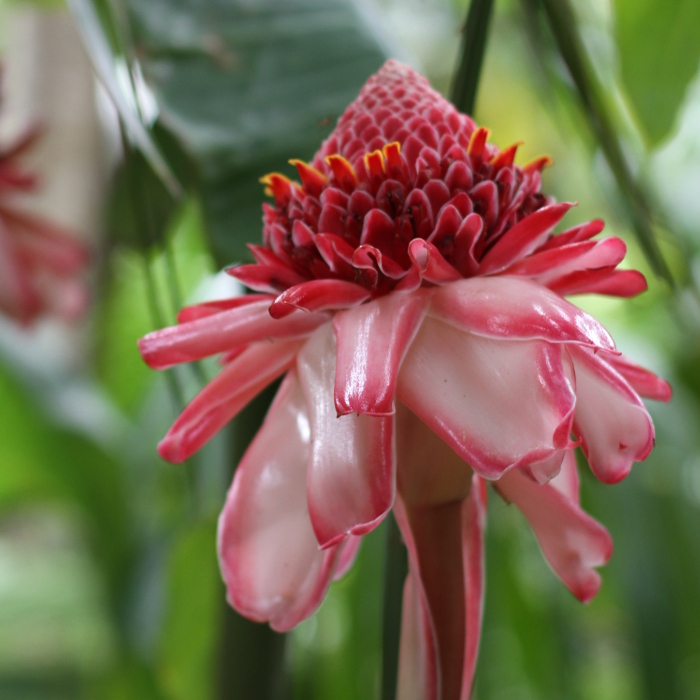 fleur de la réunion