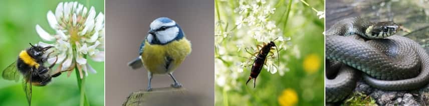 Auxiliaires du jardin