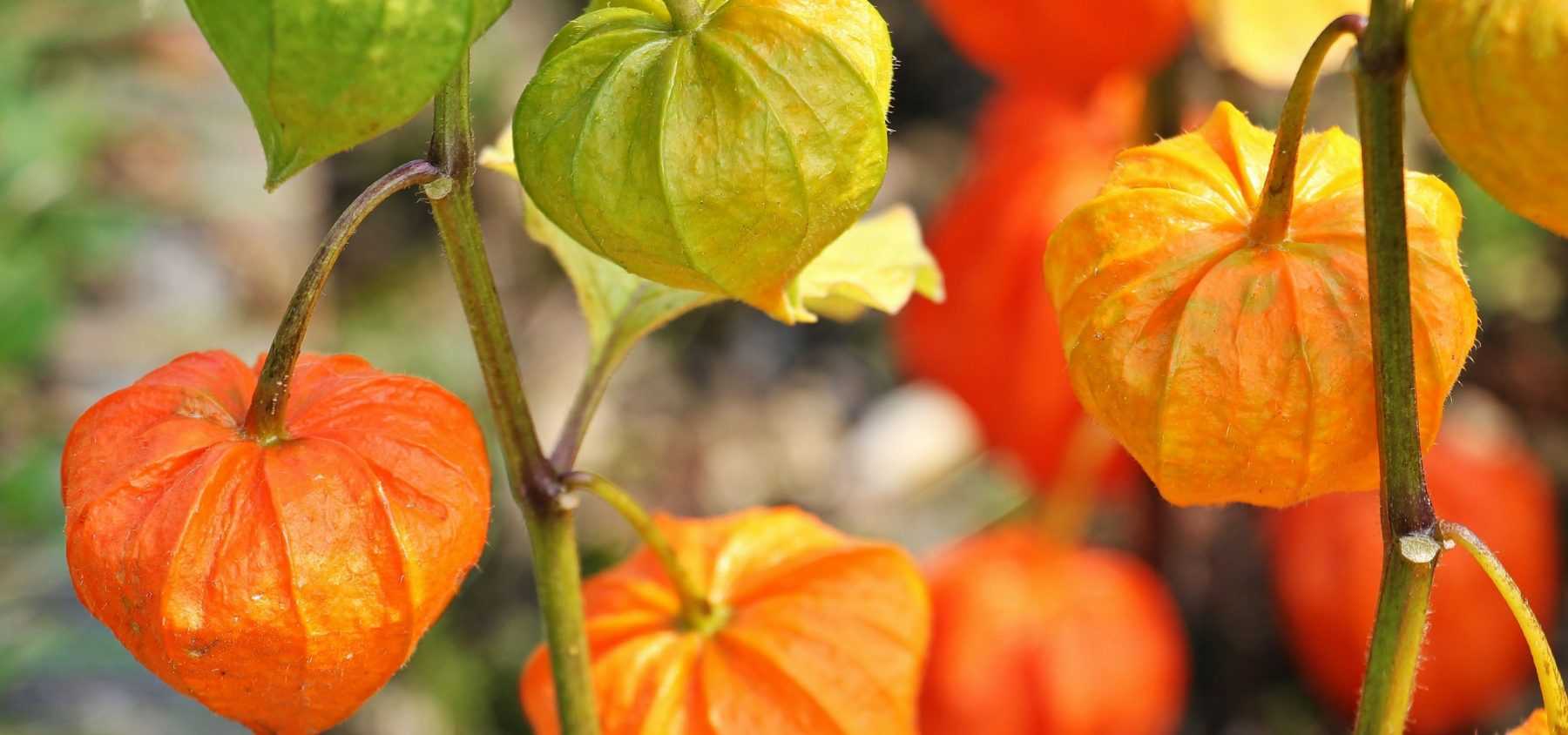 La culture des physalis